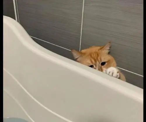 自打养了猫之后,主人在洗澡上厕所的时候就再也没有隐私可言