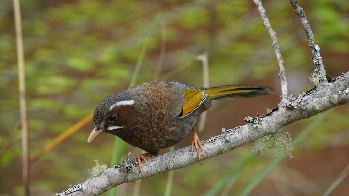 画眉鸟不叫怎么办