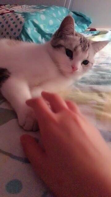 二月......小仙猫来报道啦…………