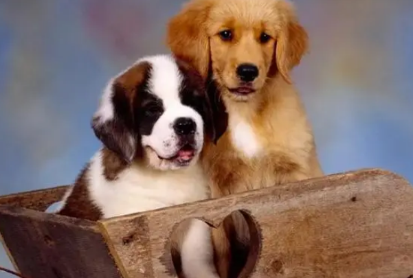 挑选狗狗沐浴露的常见误区,来看看吧