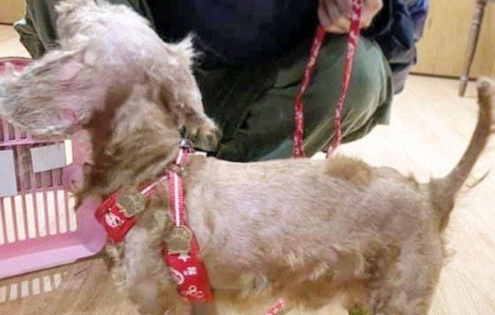 泰迪狗6年没洗澡,毛发邋遢尽是死结,主人却嫌它不爱干净抛弃它