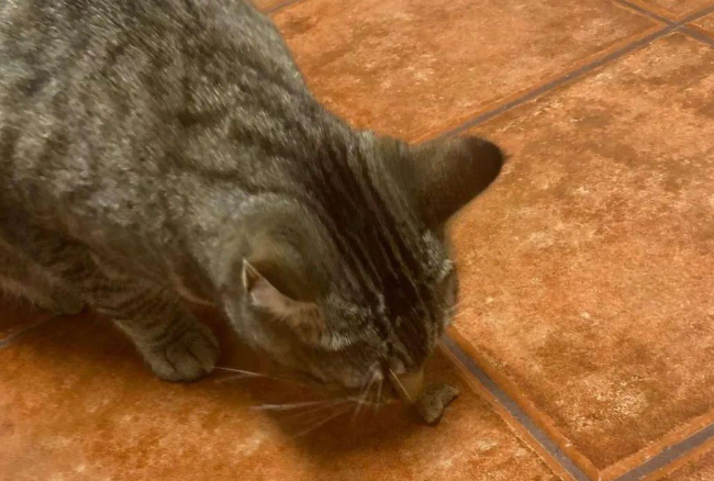 猫咪偶然在地上捡到零食后，每天都在原地蹲守