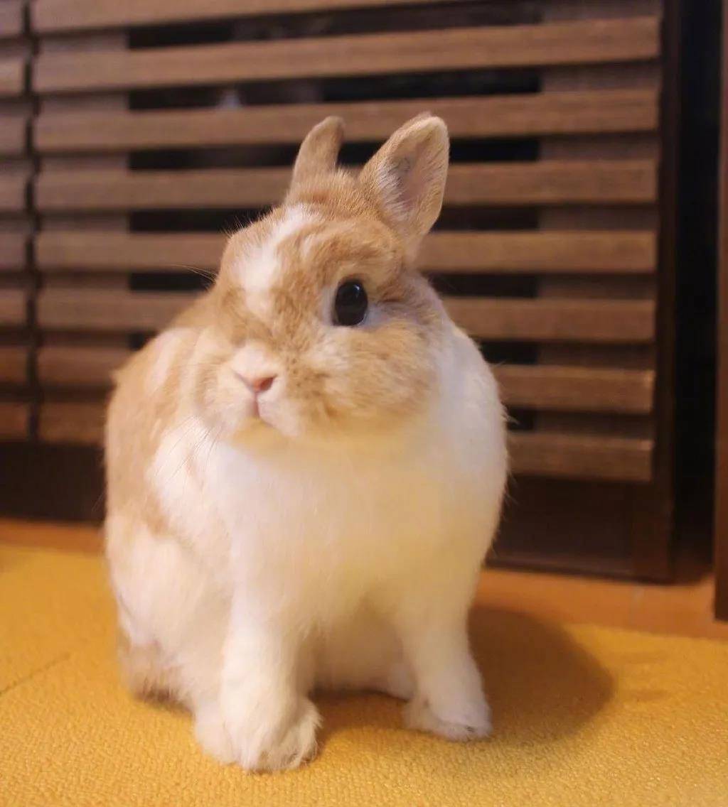 一直乖巧好看还有点仙的小天使