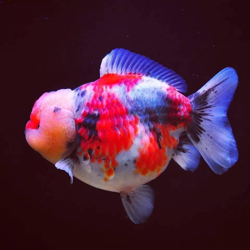 新年快乐!献上几条好鱼祝各位年年有鱼!祝大家新年快乐,开开心心,健健康康!
