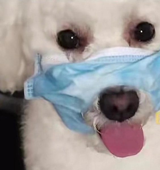 宠物狗去美容店洗澡,结果被剪掉舌尖,宠物店称:只是划伤