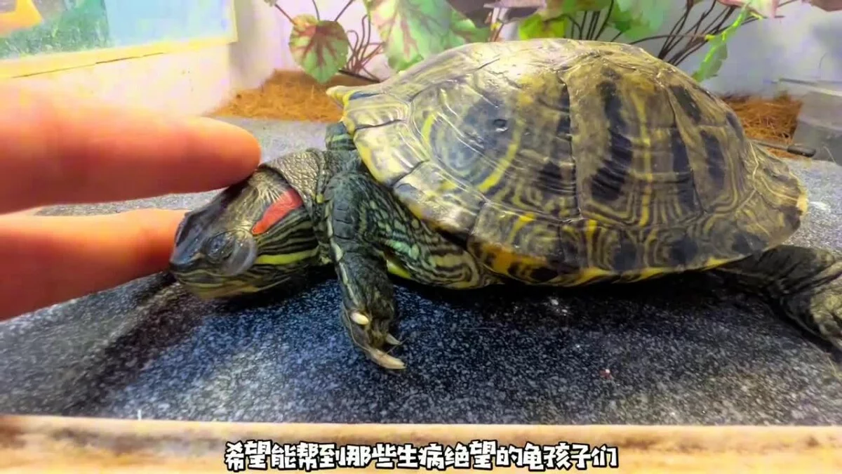 乌龟重度肠炎怎么治疗？看看这位博主的成功经验