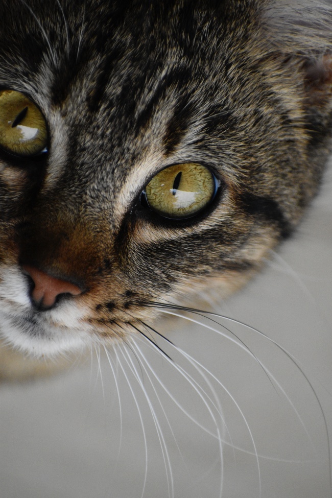 虎斑猫眼睛特写图片