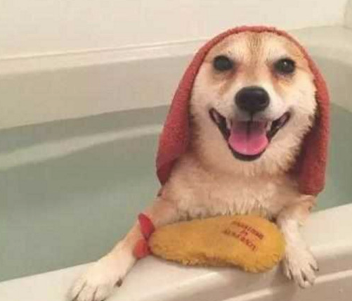 柴犬千辛万苦挣脱不洗澡,小表情觉得是去上竞技场,场景令人笑到不好