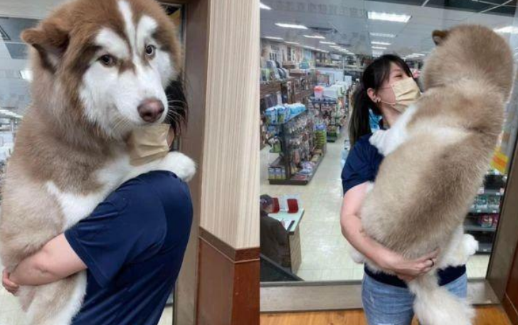 二哈去宠物店洗澡,迫不及待找美女店员要抱抱