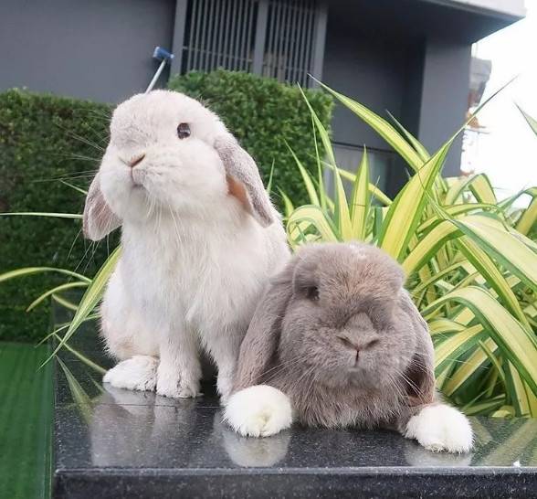可爱加倍!两只垂耳兔形影不离的两只兔~