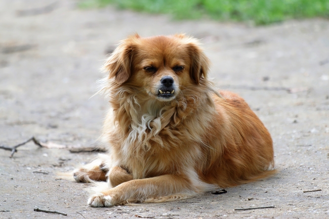 趴在地面上的可爱小猎犬摄影图片