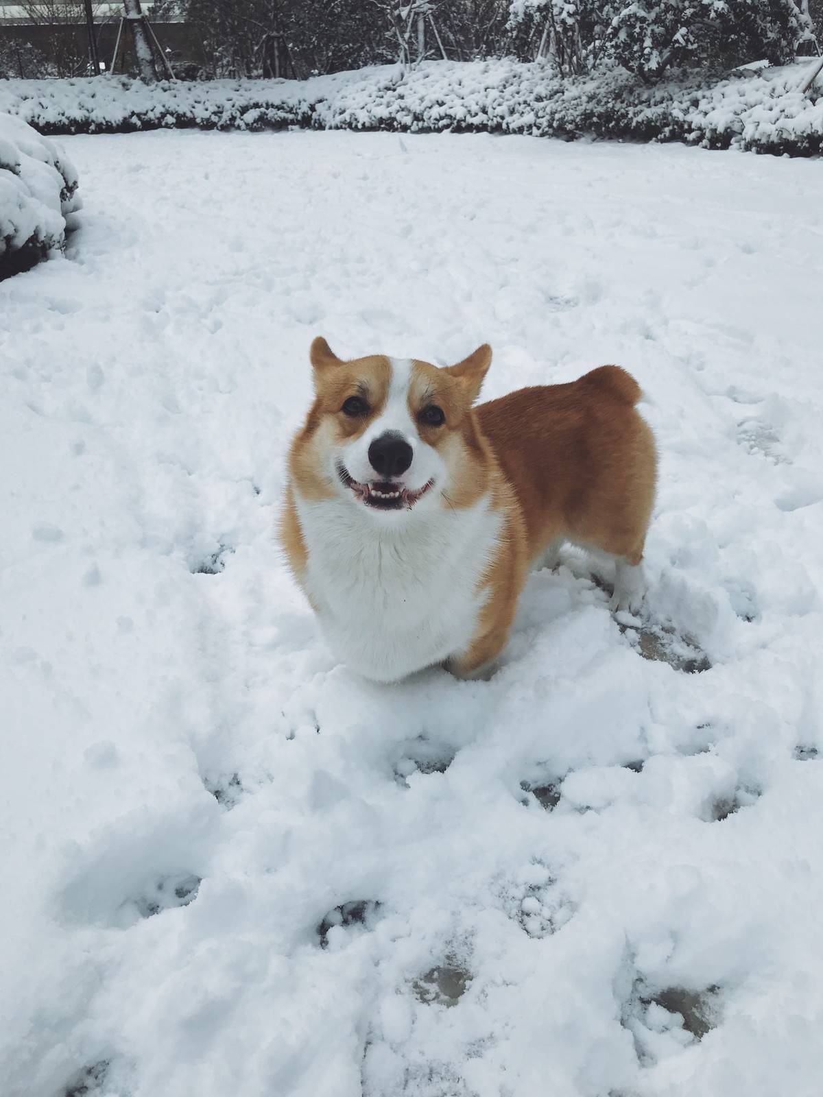 柯基成功的没了腿柯基