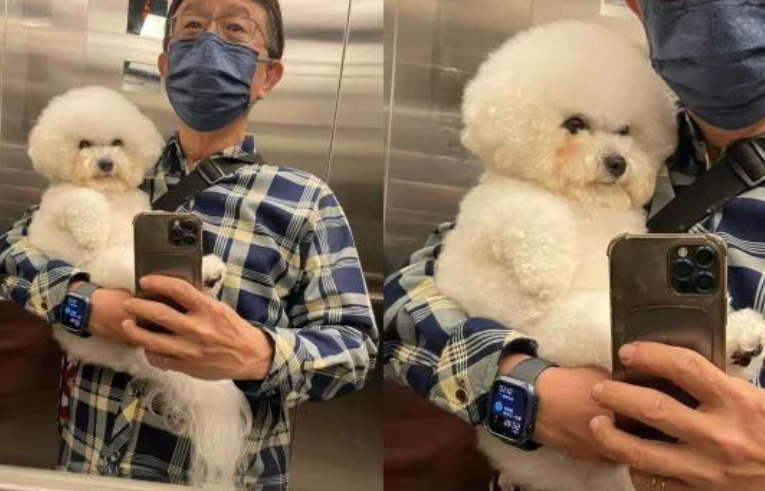 送去洗澡忘了接,比熊很生气,这表情一看就不好哄!