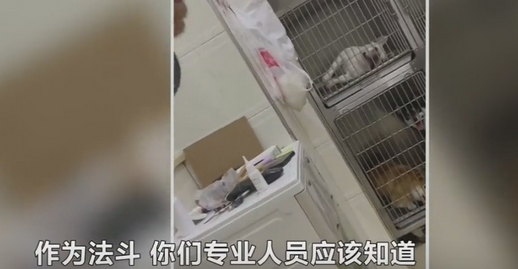 长沙一宠物医院给法斗犬洗澡,高温烘干致死,负责人:赔一两千了事