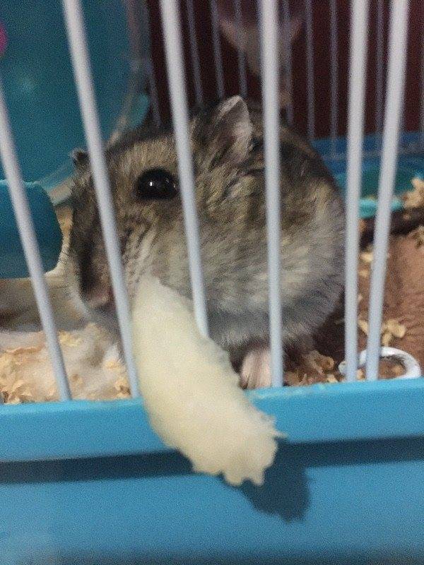 一直靠卖萌取胜的仓鼠,