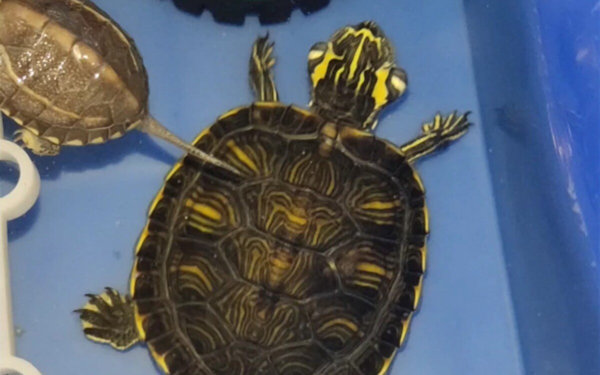 乌龟中耳炎：病因与治疗方法