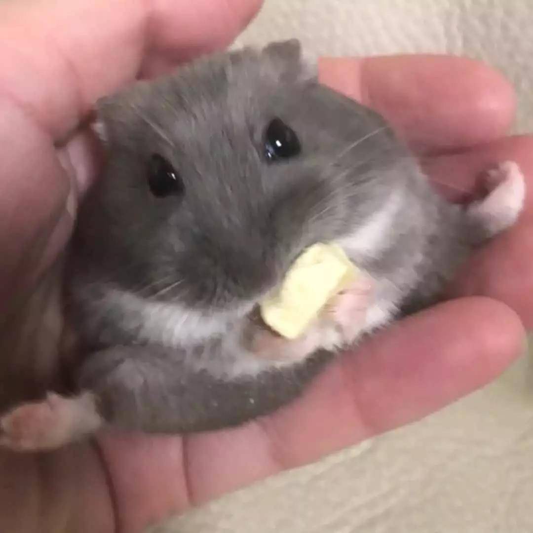 看起来很乖的小仓鼠,吃饭时竟然是这样的