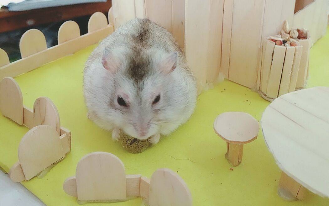 养仓鼠是否会染上鼠疫