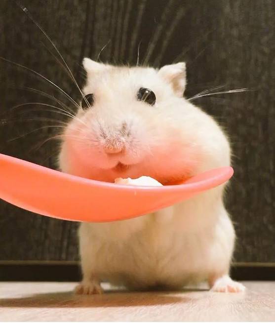 仓鼠弱小，无助，但能吃~