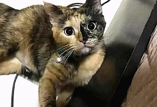 洗澡时客厅传来巨响,看到现场心脏受不了