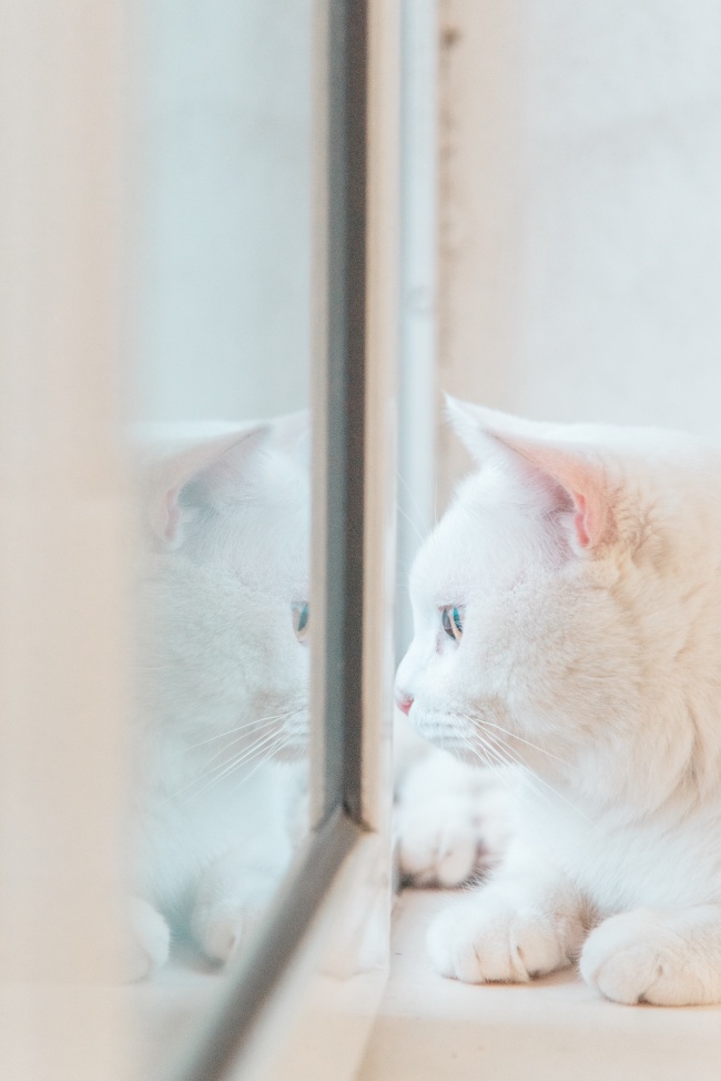 可爱白色猫咪萌宠图片