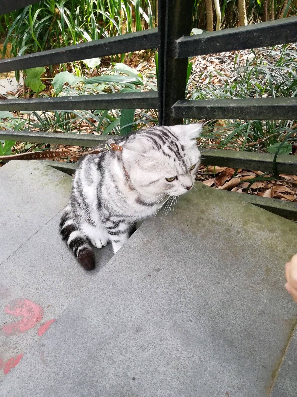 带灰太狼和桃桃逛公园