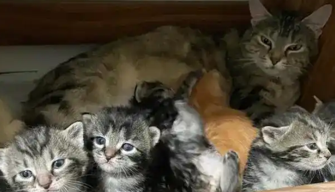 工业区小猫获救，好心人寻找到母猫，发现事情远没那么简单