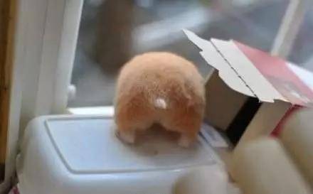 仓鼠撅起小屁屁，屁股又萌又好看