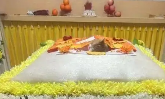 暴利之下:宠物殡葬行业的冰与火之歌