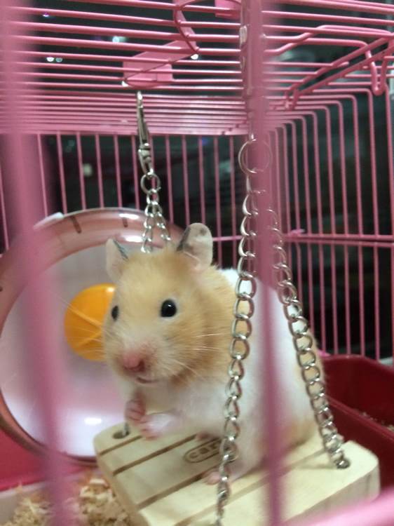 金丝熊生活日记