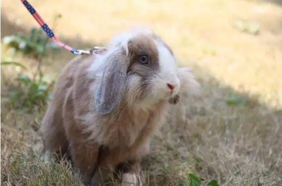 垂耳兔