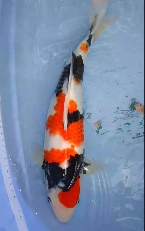 养鱼是自己的爱好。养鱼跟养孩子一样。热爱就能坚持!家里的锦鲤池1.5吨、净空1.8×1.3×0.7。据鱼友介绍,这条昭和锦鲤2007年4月底五月初出生于成都,10月份左右接回家,当时15cm左右。在2017年时给它过了第一个生日,愿能与它相伴第二个十年。