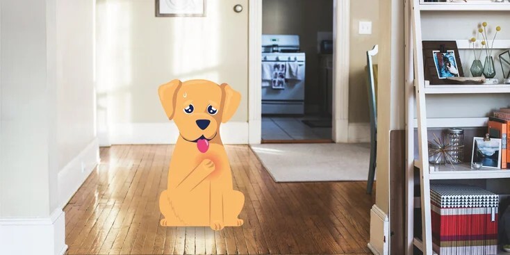 狗心脏病：病因、症状和治疗方法