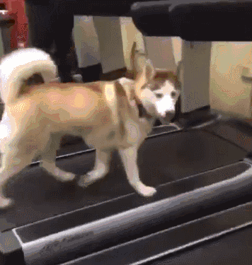 正确的狗狗洗澡姿势来啦!快给你家的毛孩子“翻翻新”~