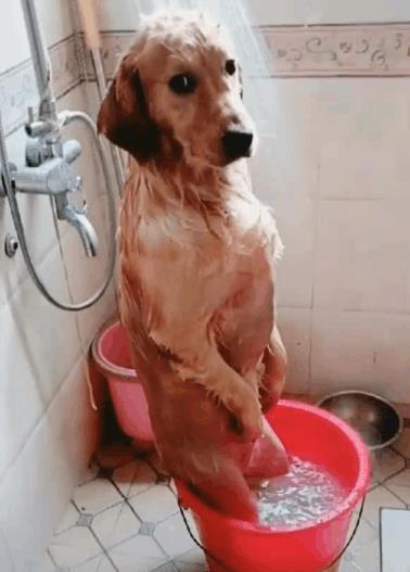 金毛在外面打滚, 回家之后满身沙子, 还主动要求洗澡