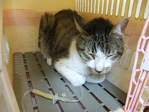 猫咪肾病，早期症状与预防