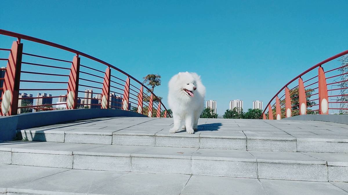 (萨摩耶)主要是赞美蓝天至于狗你们喜欢就好