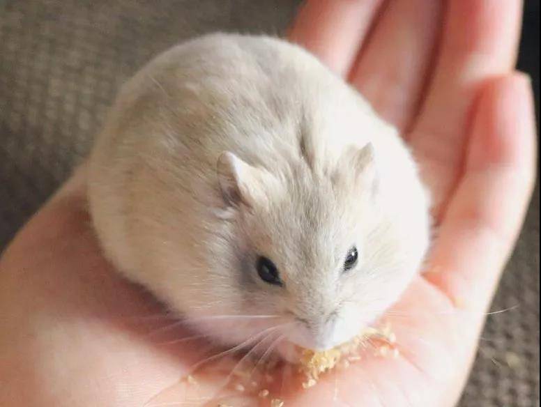 一只超级圆的小仓鼠