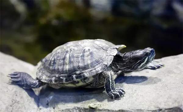 乌龟能晒太阳吗?乌龟晒太阳有哪些注意事项