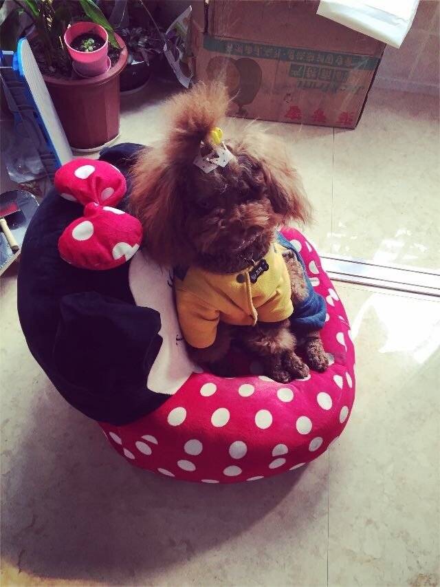 一动不动的时候就像一只假狗坐着不动,睡觉不动,有时候瞬间忘了家里养狗了你能不能起来跑跑呀,家里有个小朋友跑来跑去多热闹呀,好懒的小朋友