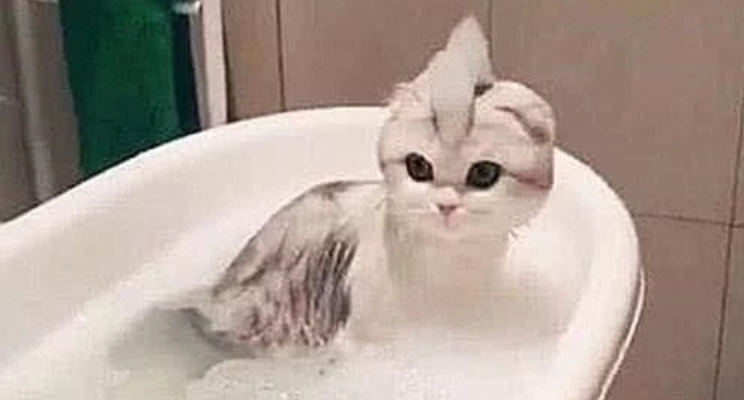 给猫咪洗澡，中途出去拿了条毛巾，回来一看猫咪的新造型笑到岔气