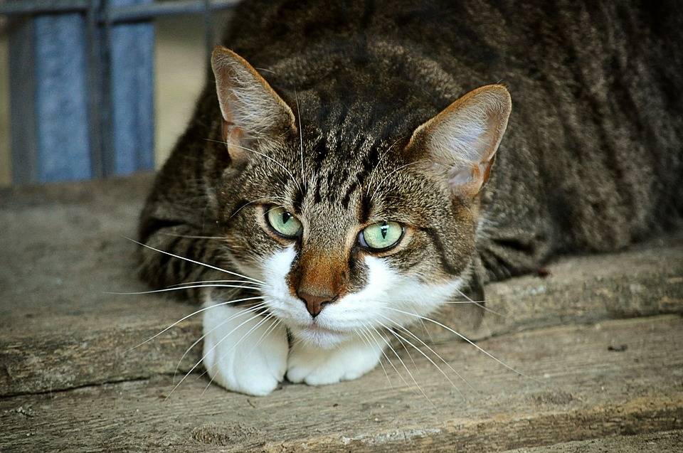 猫的眼睛看出了伤感
