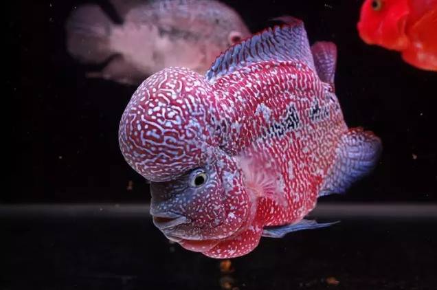 鱼友分享极品的金花罗汉鱼图