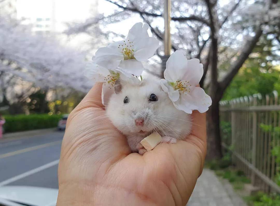 一组樱花和仓鼠的合照，春天真好呀