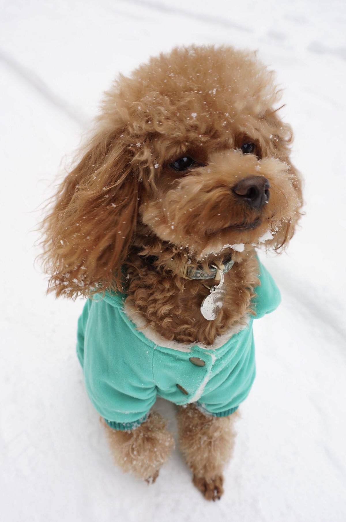 我的泰迪呱呱他进化了,头上有超清晰的雪花哟~