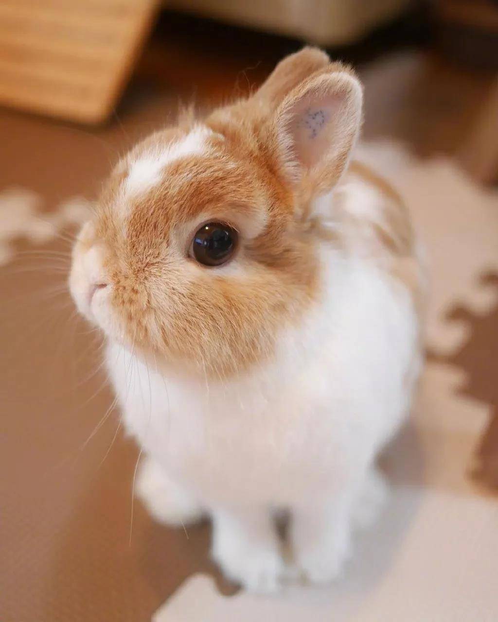 一直乖巧好看还有点仙的小天使