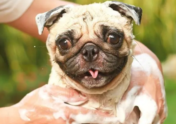 如何正确使用宠物沐浴露?来看看