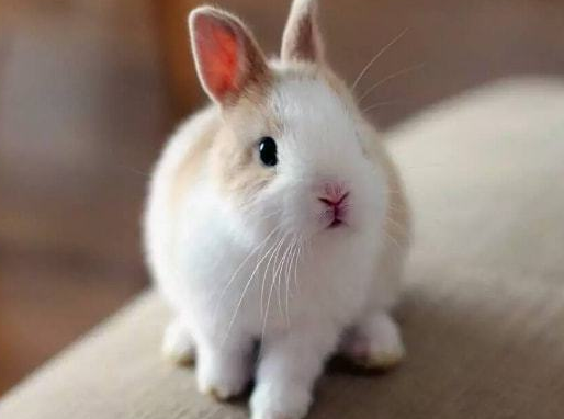 女子给兔子洗澡,中途接了个电话,再回来看时羡慕了