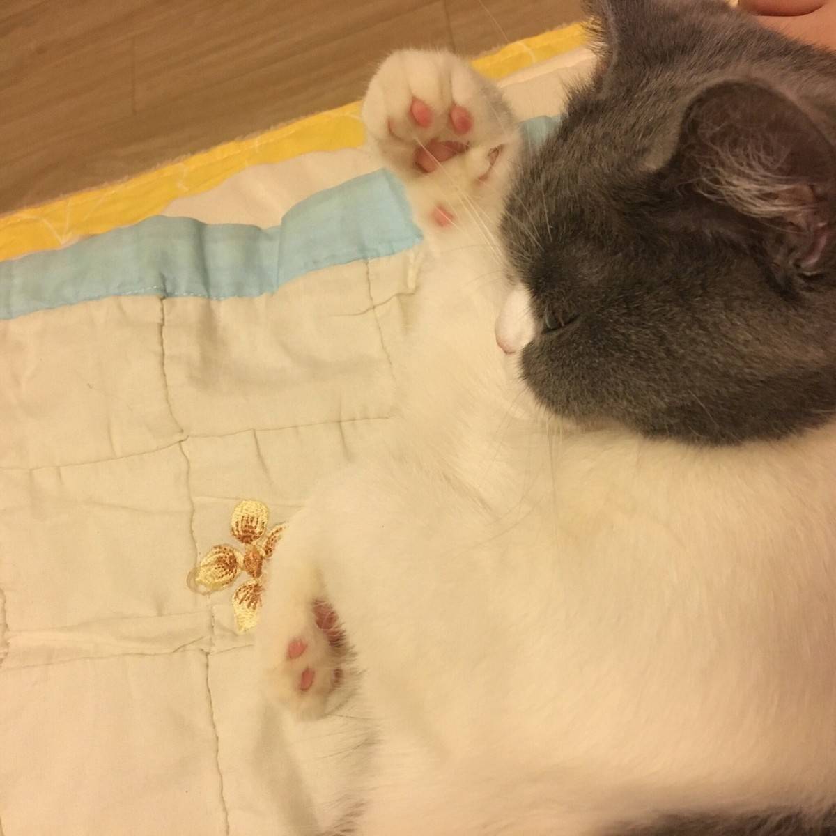 臭咪，你要把麻麻吃点嘛！