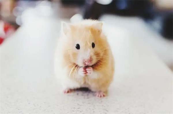 仓鼠用什么磨牙?仓鼠磨牙用什么最好